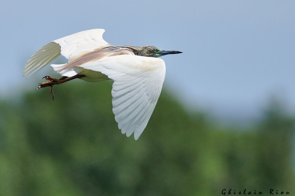 Squacco Heronadult breeding