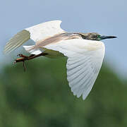 Squacco Heron