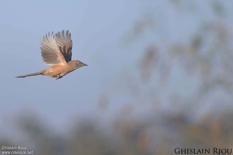 Fulvous Babbleradult, Flight