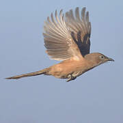 Fulvous Babbler