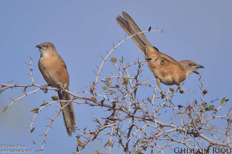 Fulvous Babbleradult