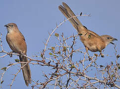 Fulvous Babbler