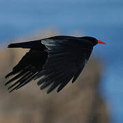 Red-billed Chough