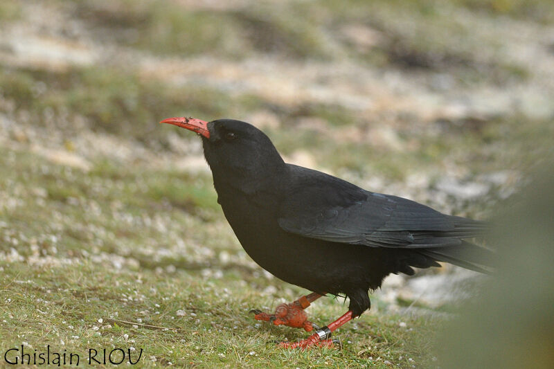 Red-billed Chough