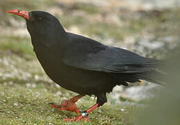 Red-billed Chough