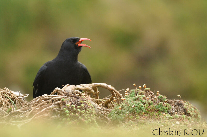 Red-billed Chough