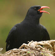 Red-billed Chough