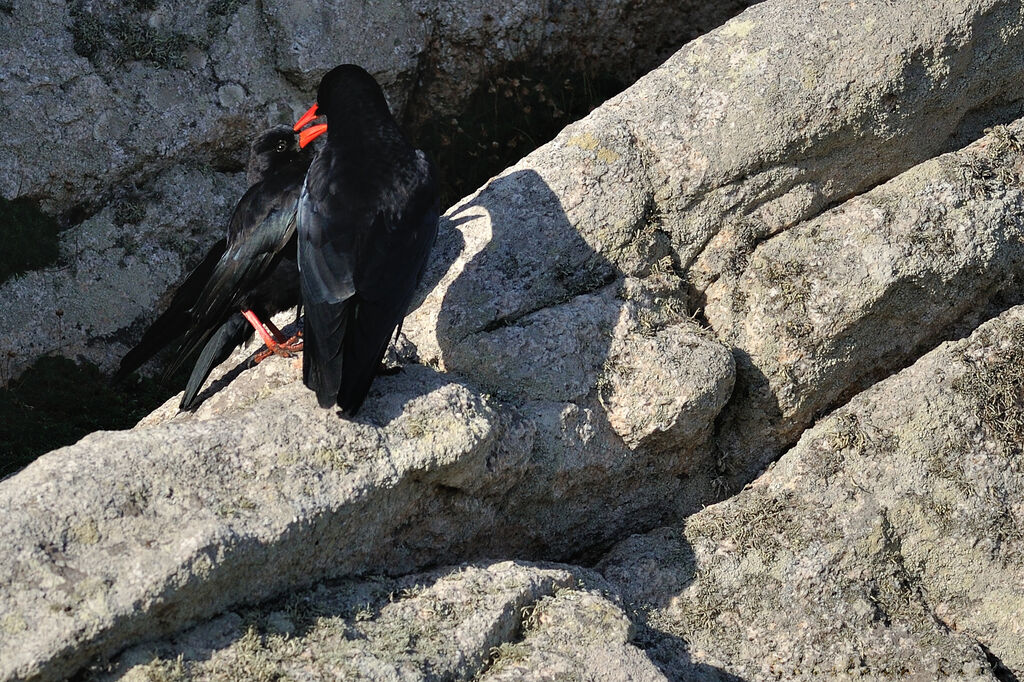 Red-billed Choughadult