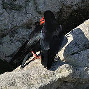 Red-billed Chough