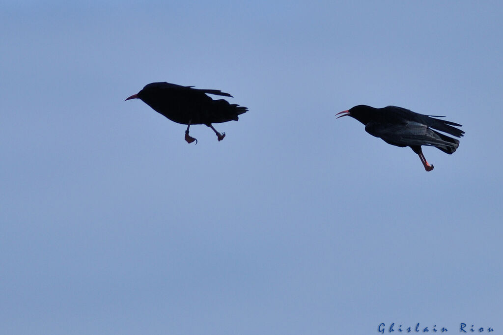 Red-billed Chough