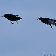 Red-billed Chough