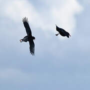 Red-billed Chough