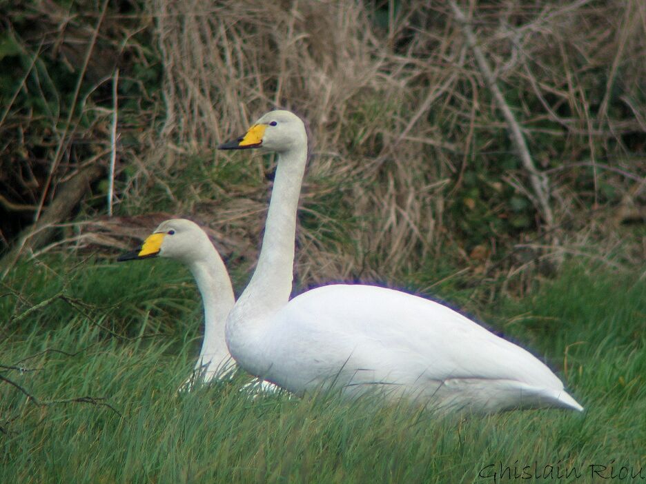 Cygne chanteur