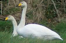 Cygne chanteur