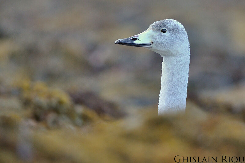 Whooper SwanFirst year