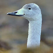 Whooper Swan