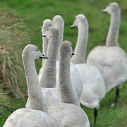 Whooper Swan