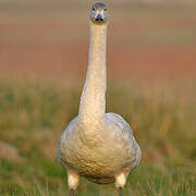 Whooper Swan