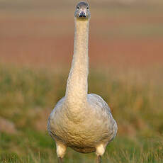 Cygne chanteur