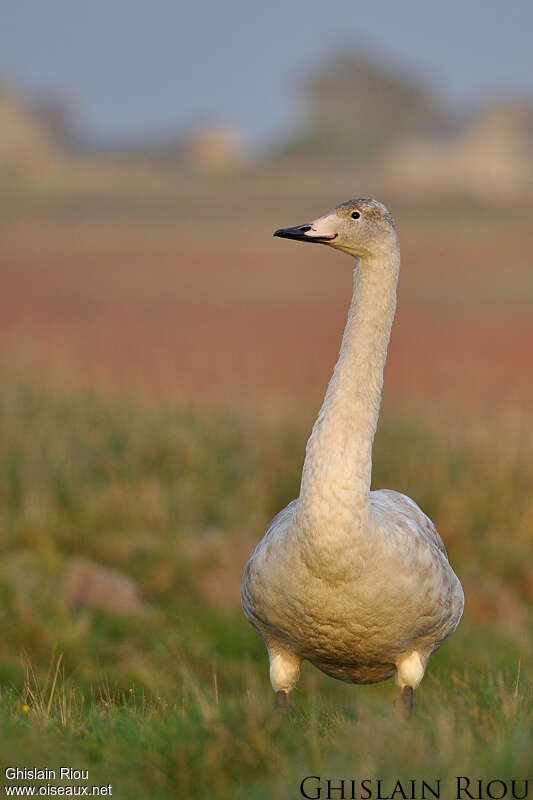 Whooper SwanFirst year, identification