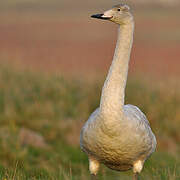 Whooper Swan