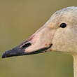 Cygne chanteur