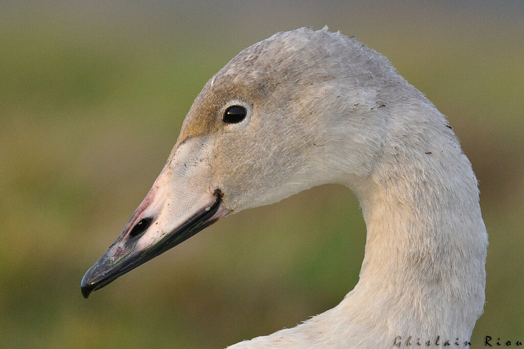 Cygne chanteur1ère année