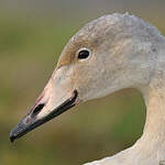 Cygne chanteur