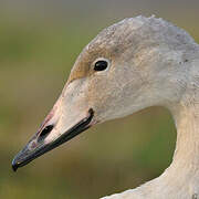 Whooper Swan