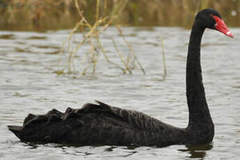 Cygne noir