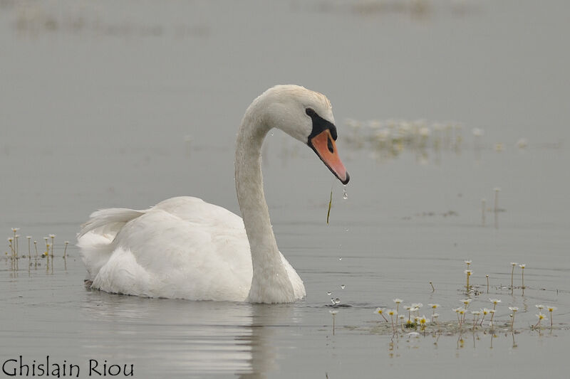 Cygne tuberculé