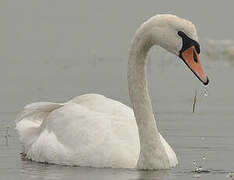 Cygne tuberculé