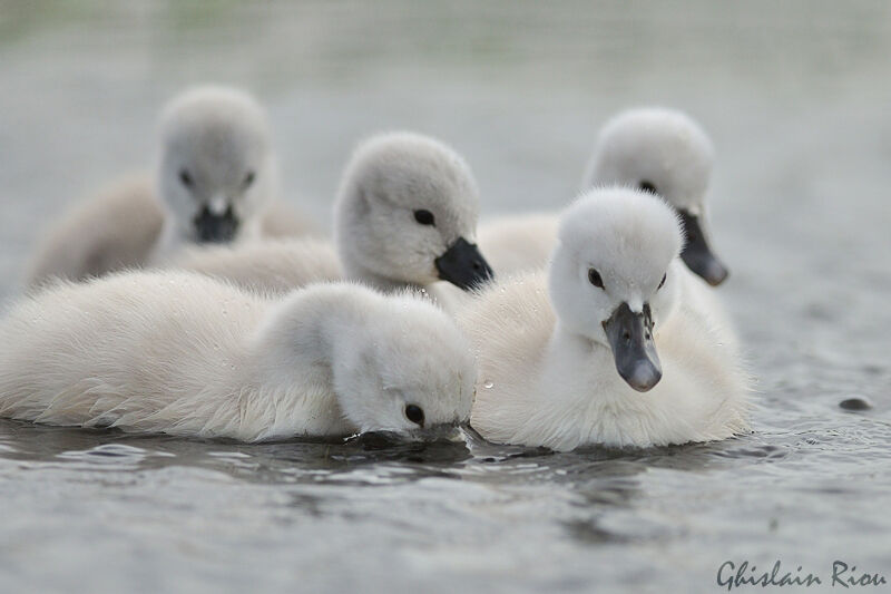 Cygne tuberculéPoussin