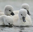 Cygne tuberculé