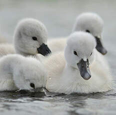 Cygne tuberculé