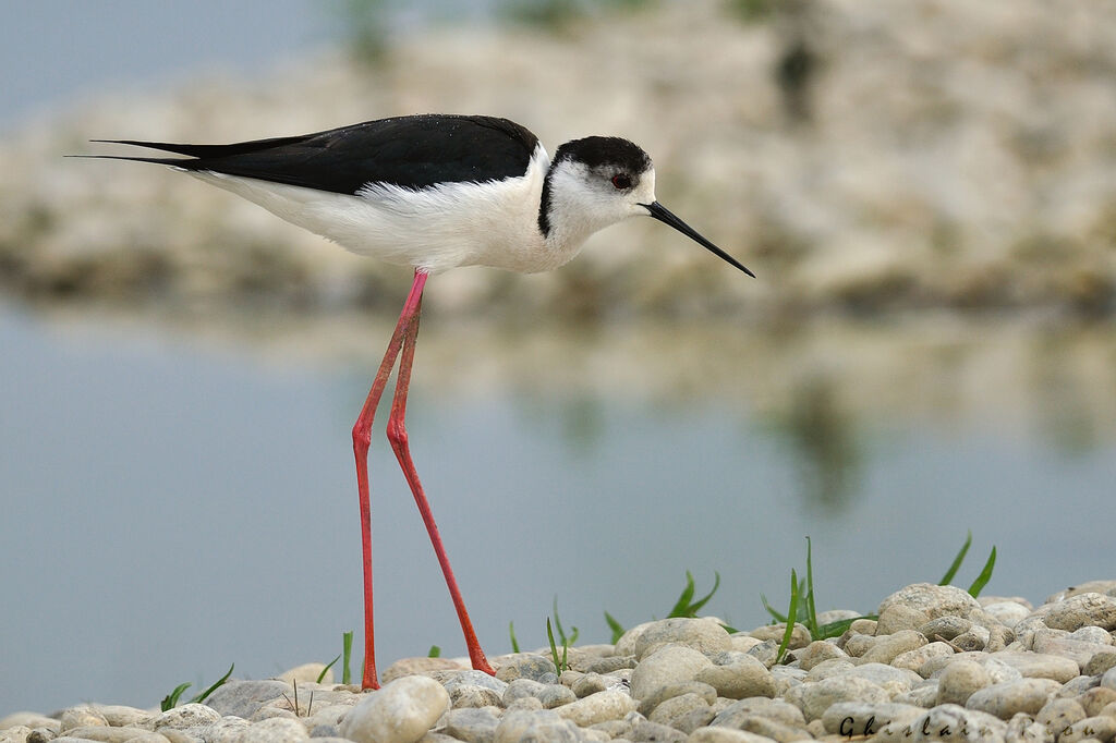 Black-winged Stiltadult breeding