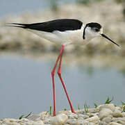 Black-winged Stilt