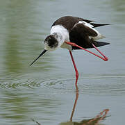 Black-winged Stilt