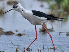 Black-winged Stilt