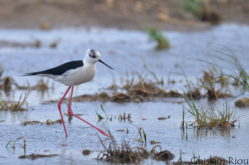 Black-winged Stilt male