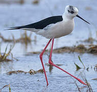 Black-winged Stilt