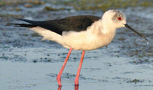 Black-winged Stilt