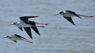 Black-winged Stilt