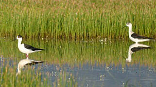 Black-winged Stilt