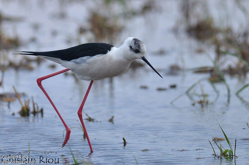 Black-winged Stilt male adult, walking