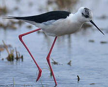 Black-winged Stilt