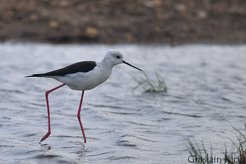 Black-winged Stilt female