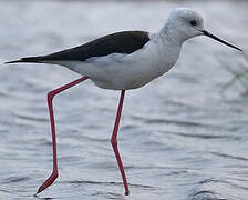 Black-winged Stilt