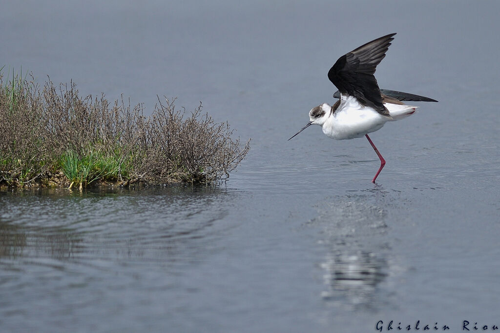 Black-winged Stilt female