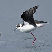 Black-winged Stilt